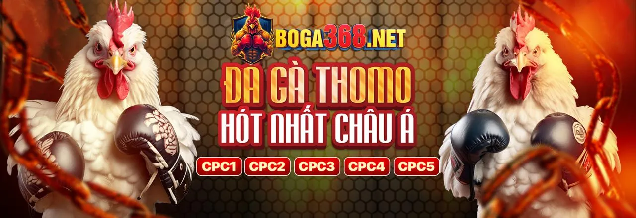 Đá gà cựa sắt và cựa dao